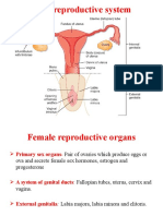 Female Reproductive System N