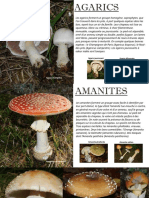 Genres Champignons