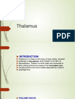 Thalamus: Structure, Nuclei, Connections and Functions
