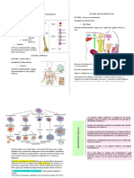 Sistema Hematopoyético