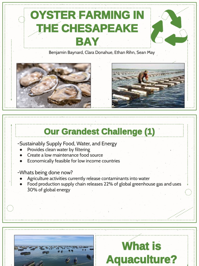 Cee Project PDF Eutrophication Oyster