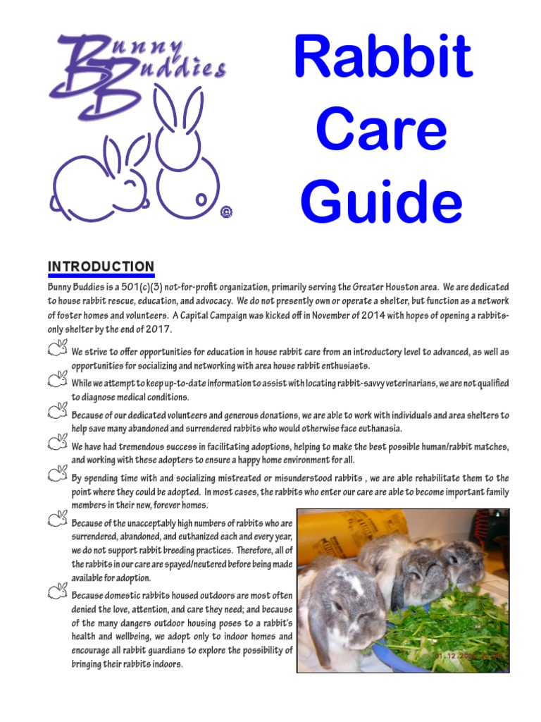 Rabbit Care Guide 11 2017 | PDF | Leaf Vegetable | Neutering