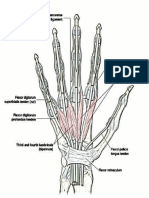 Medical Notes - Nerves (With Images)