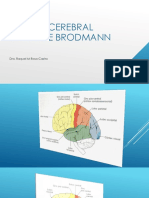 Percepção e Areas de Brodman