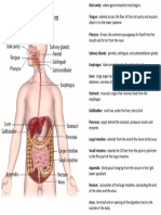 Digestive System