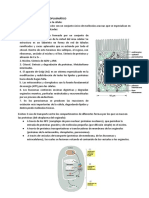 Retículo Endoplasmático