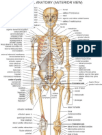Gambar Anatomi Tulang Manusia