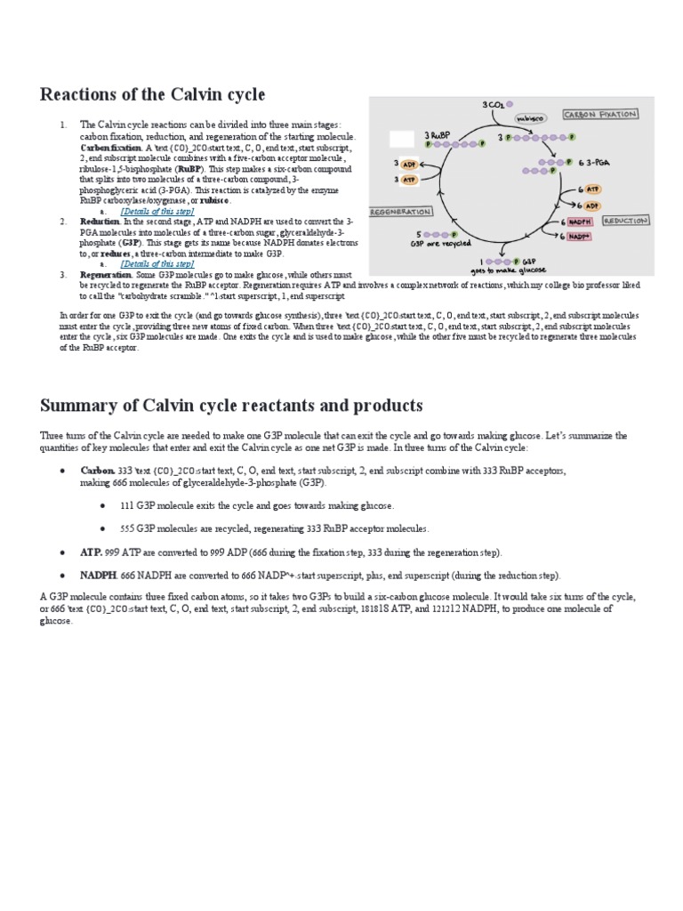 Reactions of The Calvin Cycle | PDF | Photosynthesis | Biotechnology