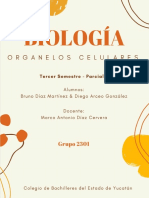 Estructura Celular - BrunoDíaz&DiegoArceo