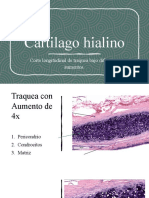 Cartilago Hialino