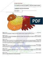 Las Regiones Corporales Del Plumaje de Las Aves - Actividades de Repaso - Curso Juez/a Sureña
