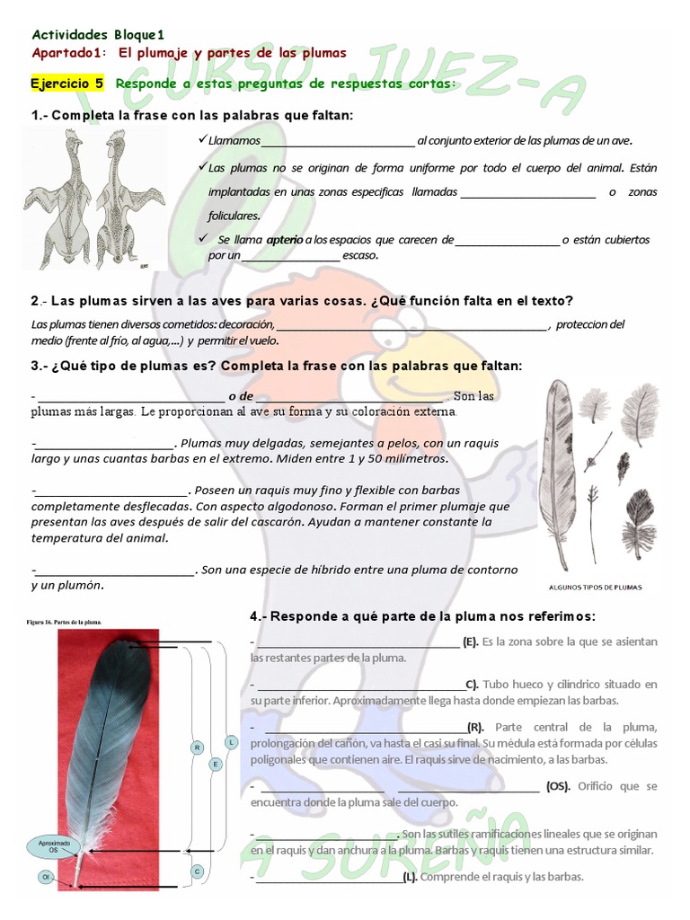 El Plumaje y Las Plumas Actividades