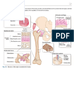 Functional Anatomy and Physiology of the Musculoskeletal System