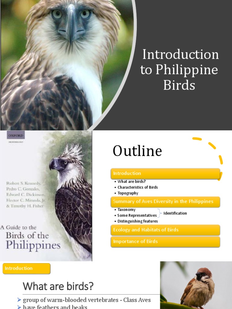 Introduction to Philippine Bird Identification PDF Feather Habitat