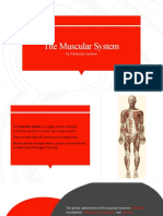 The Muscular System-251606