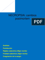 Técnica de Necropsia