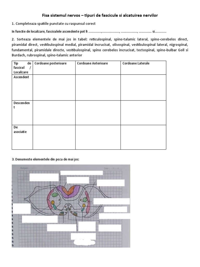 Fisa - Tipuri de Fascicule Si Alcatuirea Nervilor | PDF