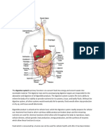 The Digestive System Anatomy