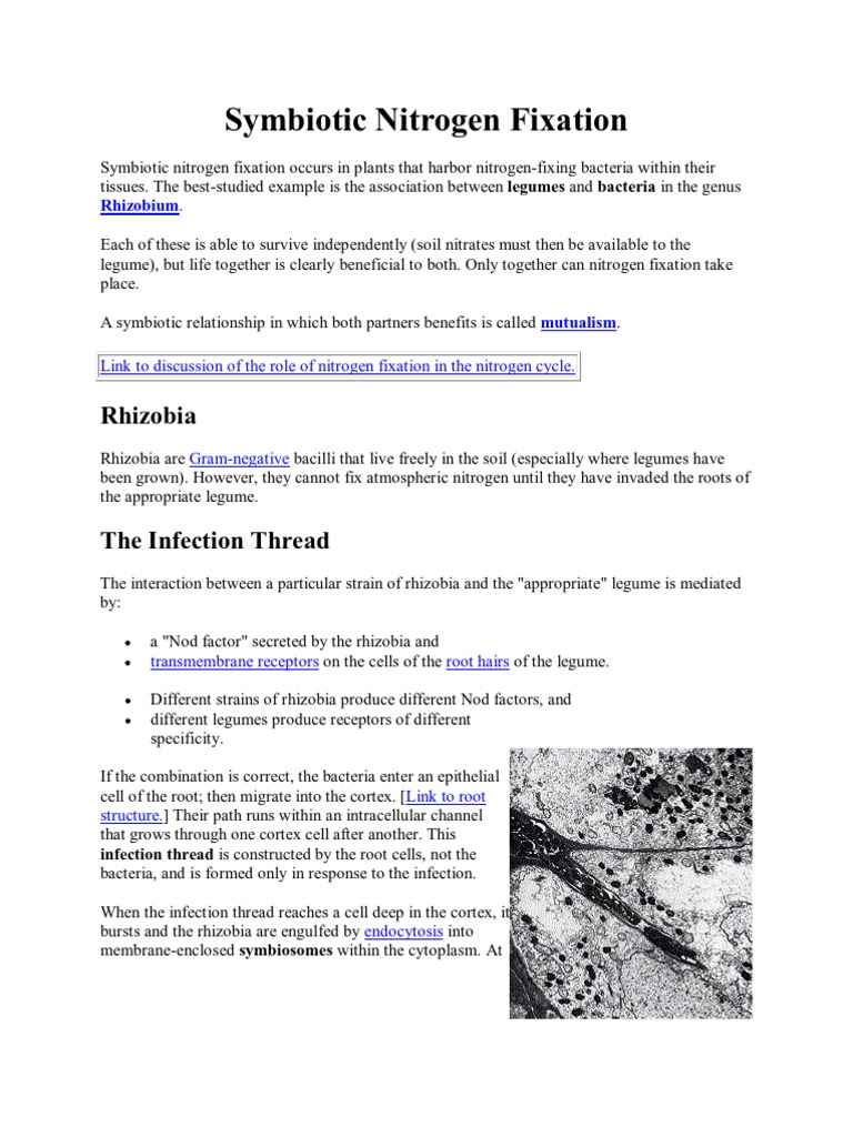 Symbiotic Nitrogen Fixation Overview | PDF