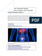 Memahami Anatomi Sistem Perkemihan