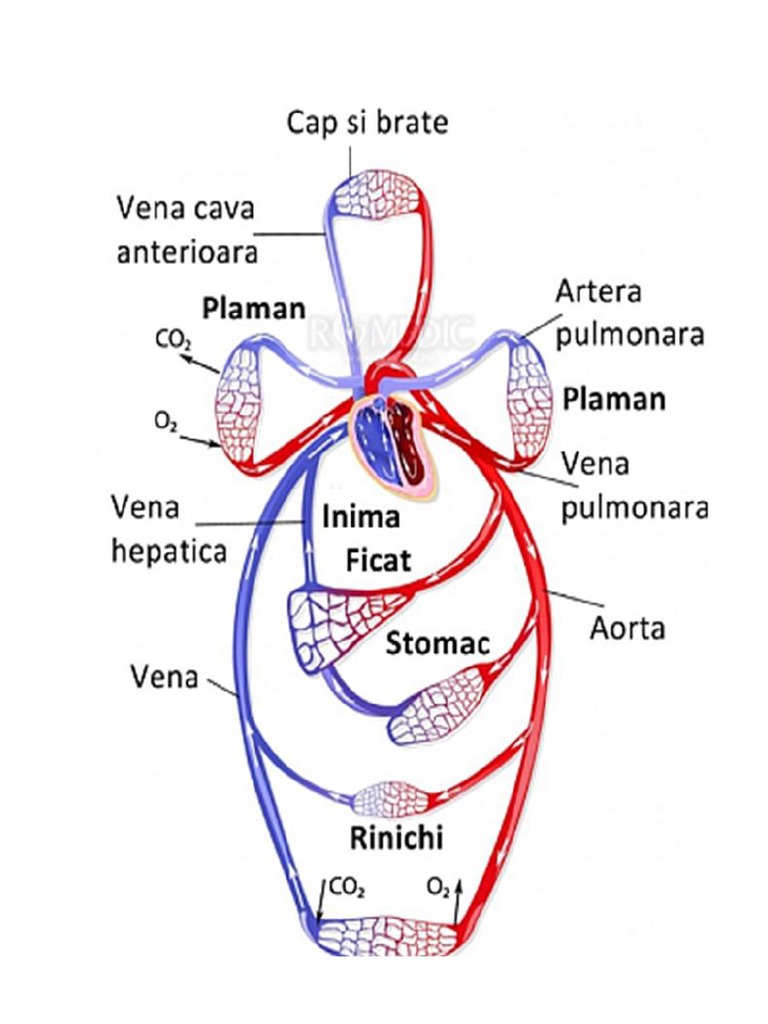 Mica Si Marea Circulatie - Plansa | PDF
