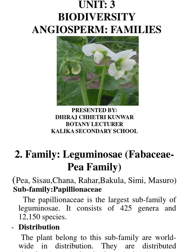 Overview of Leguminosae Family | PDF | Botany | Plants