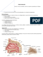 6 Apunte Cavidad Nasal