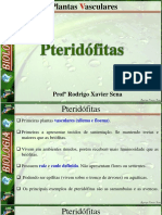 3 - Pteridofitas