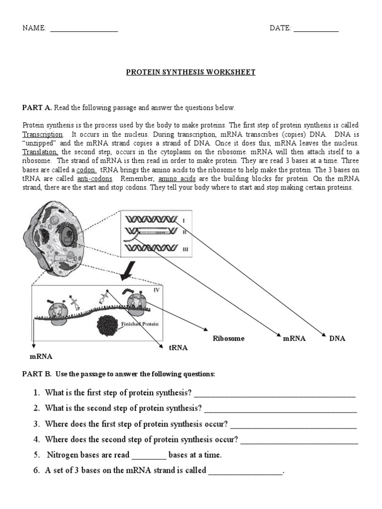 Protein Synthesis Worksheet PDF Translation (Biology) Messenger Rna