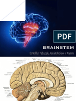 W 5 Brainstem