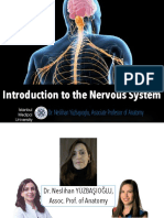 Introduction to Nervous System (2)
