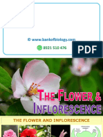 5 Morphology of Flowering Plants PPT - Part 4