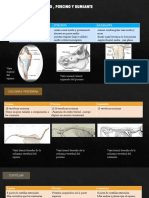 Esqueleto axial de equino, porcino y rumiante