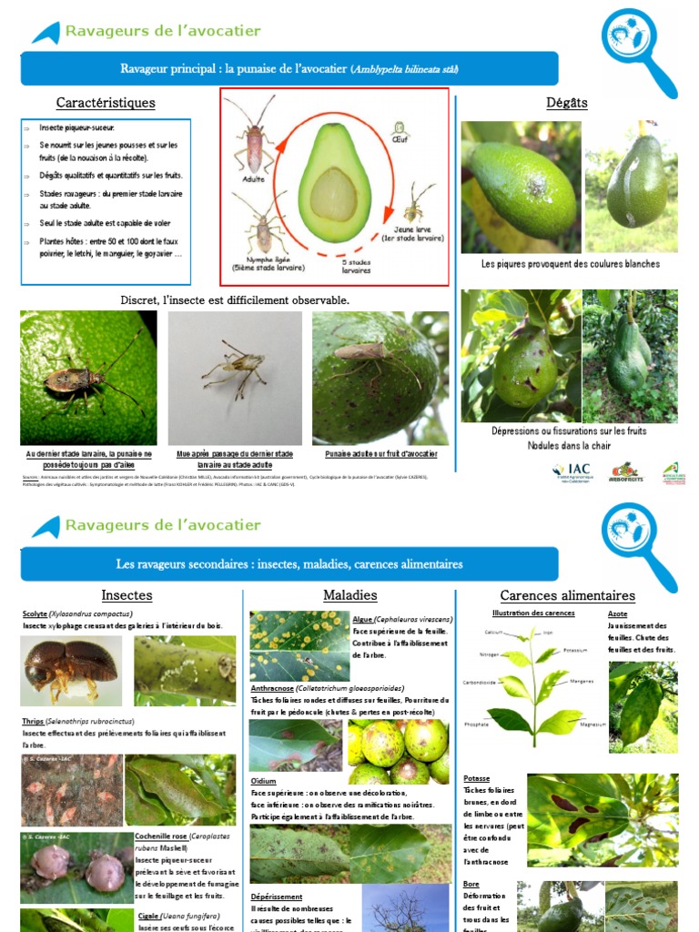 Ravageurs de L'avocatier | PDF | Insectes | Feuille