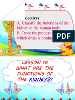 Lesson 16 - What Are The Functions of The Kidneys