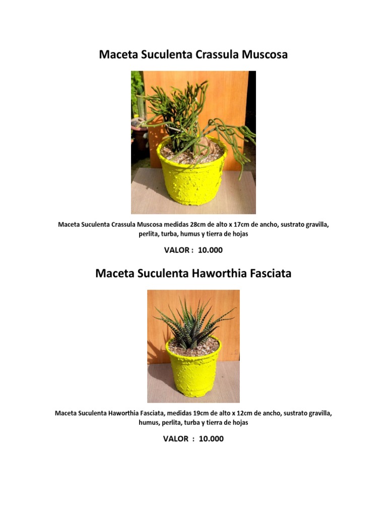 Catalogo Cactus Y Suculentas Pdf Agricultura Horticultura