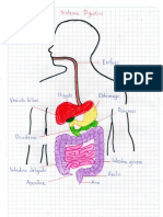 Sistema Digestivo