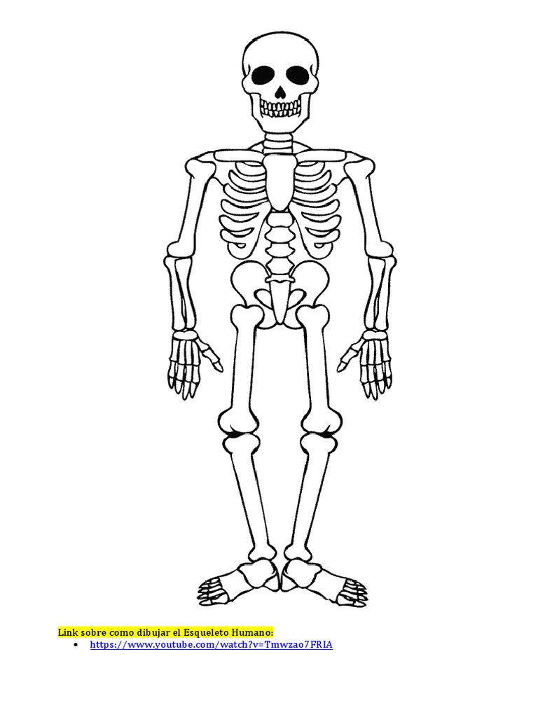 Dibujo Del Esqueleto Humano