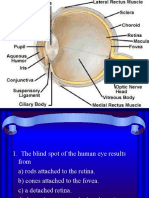 The Human Eye's Blind Spot