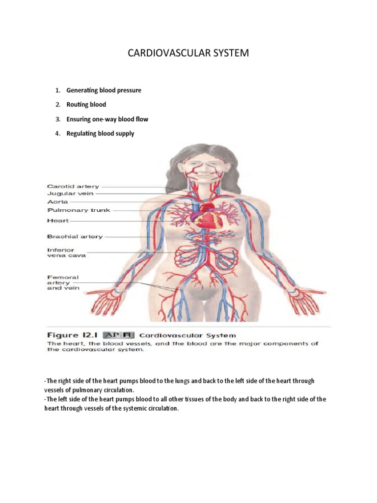 Components of the Cardiovascular System | PDF | Heart | Heart Valve