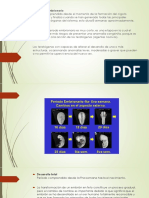 Desarrollo Embrionario y Fetal