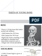 Parts of Young Bone