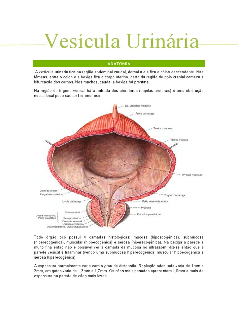 Anatomia e Alterações da Bexiga em Cães | PDF | Ciências e Matemática