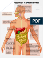 Digestión y Absorción de Carbohidratos