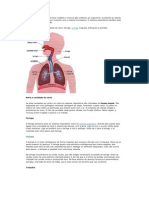 O Sistema Respiratório