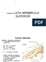 Inervatia Membrului Superior