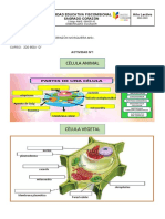 Actividad - Partes de La Cèlulaa