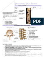 La columna vertebral: estructura, funciones y características