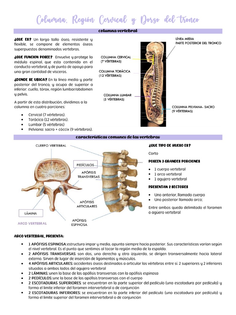 Resumen Dorso Anatomía Pdf La Columna Vertebral Vértebra