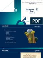 Hongos Ii